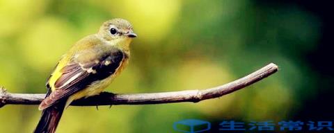 鸟的分类鸟类分为游禽、涉禽、路禽、鸣禽、攀禽等