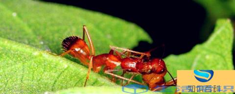 红蚂蚁是什么样子的