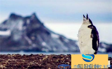 氟利昂是什么东西