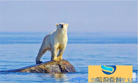 氟利昂是什么东西