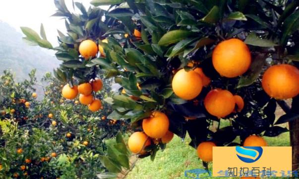 麻阳冰糖橙是哪个省哪个市