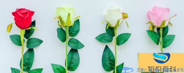 翠绿色玫瑰花的含义叫什么名字 翠绿色玫瑰的花语详细介绍