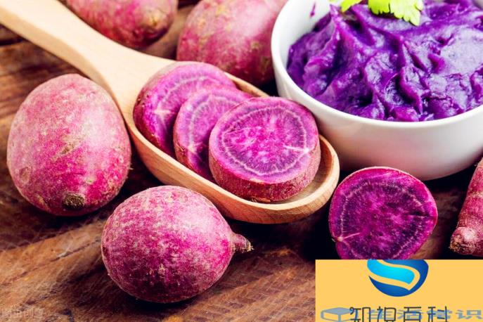 紫薯和红薯哪个更好
