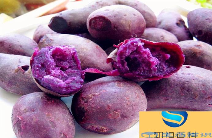 紫薯和红薯哪个更好