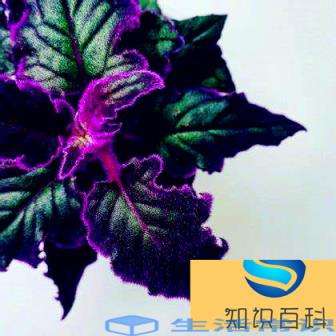 植物的自我保护—长毛的叶