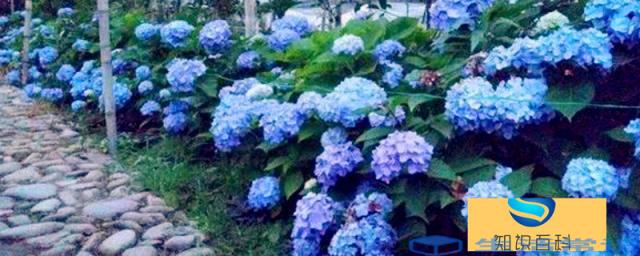 蓝色的花有哪些及花名