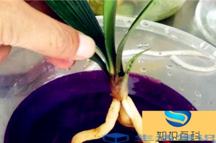 高锰酸钾泡植物根多久