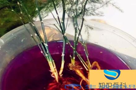 高锰酸钾泡植物根多久