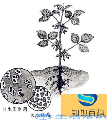 固氮植物是怎么固氮的？