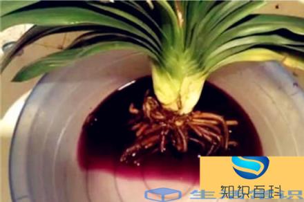 高锰酸钾泡植物根多久