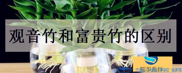 观音竹和富贵竹的区别 哪个好养一些