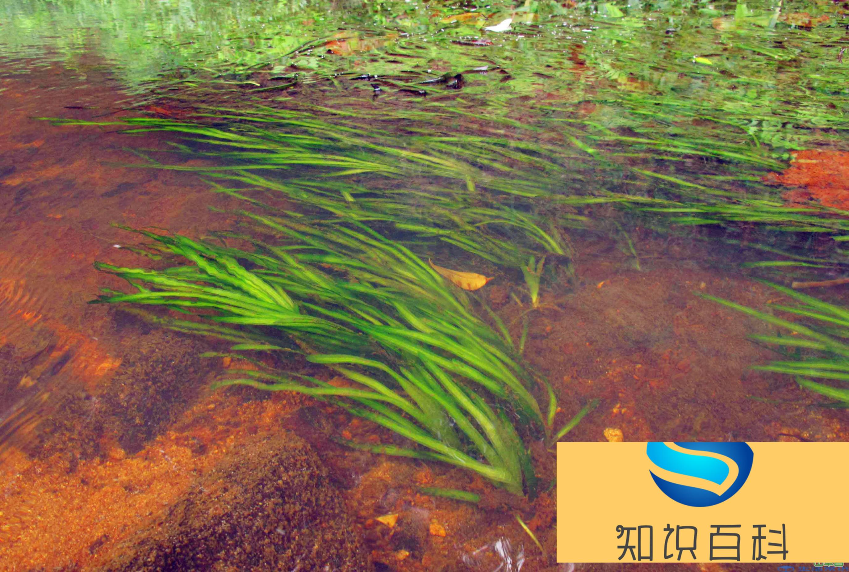 植物用什么方式传播花粉