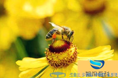 植物用什么方式传播花粉