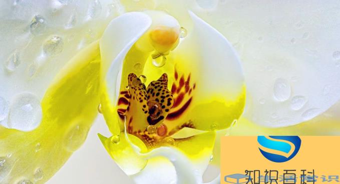 梅兰竹菊被称为什么