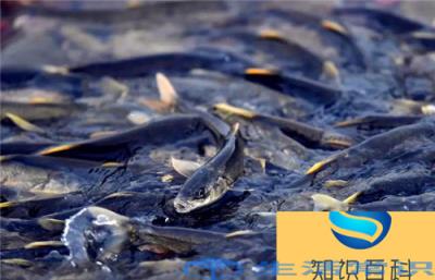 青海湖最大的鱼有多少斤（中国青海湖盛产什么鱼）