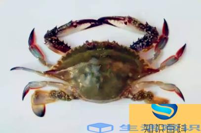 冷冻梭子蟹怎么解冻肉质好