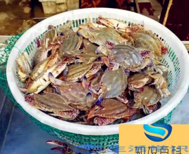 死梭子蟹吃了会有什么后果