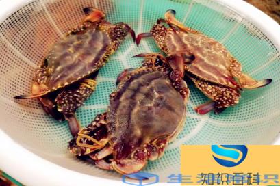 冷冻梭子蟹怎么解冻肉质好