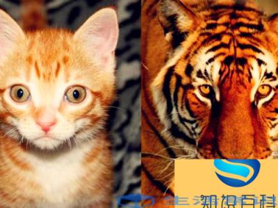 猫和老虎到底是什么关系（猫和老虎如此相似是共同的祖先吗）