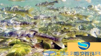 青海湖最大的鱼有多少斤（中国青海湖盛产什么鱼）