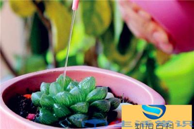 多肉干了怎么快速补救