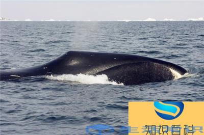 世界上什么鲸鱼最大（盘点世界上体型最大的10种鲸鱼）