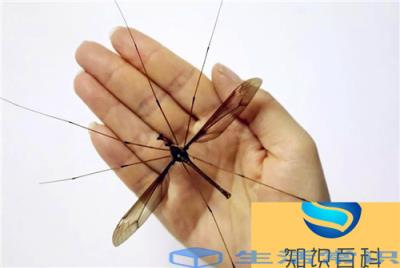 世界上最大的蚊子类型,翅膀可以达到8厘米宽,暂时发现已知最大