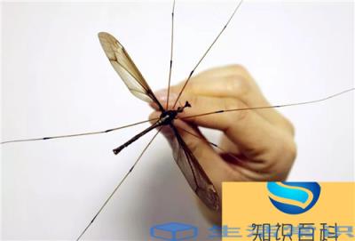 世界上最大的蚊子类型,翅膀可以达到8厘米宽,暂时发现已知最大