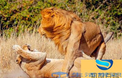 雄狮对雌狮有情感吗（为什么雄狮和母狮交配后会打架）