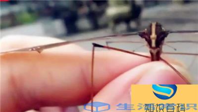 世界上最大的蚊子类型,翅膀可以达到8厘米宽,暂时发现已知最大