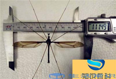 世界上最大的蚊子类型,翅膀可以达到8厘米宽,暂时发现已知最大