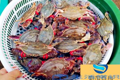 梭子蟹青壳还是黄壳好