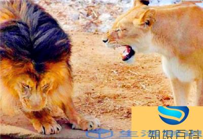 雄狮对雌狮有情感吗（为什么雄狮和母狮交配后会打架）