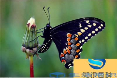 世界上最大的蝴蝶叫什么名字（最大的蝴蝶品种有多大）