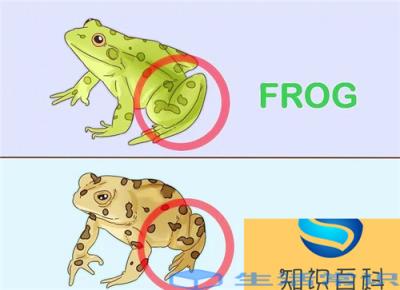 蟾蜍和青蛙的区别（蟾蜍和青蛙有什么不同之处）