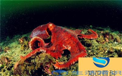 北太平洋巨型章鱼是伪装大师