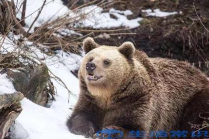 熊冬眠时有没有危险（熊冬眠被觅食狼群发现会被吃掉吗）