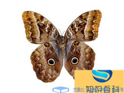 世界上最大的蝴蝶叫什么名字（最大的蝴蝶品种有多大）