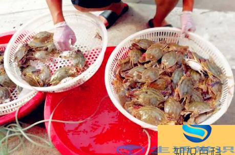 梭子蟹青壳还是黄壳好