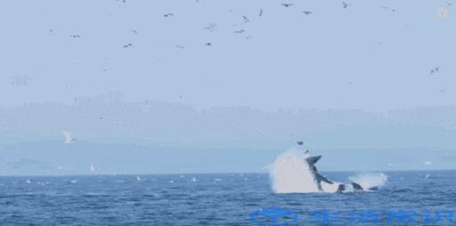 抹香鲸和虎鲸哪个更厉害（成年的抹香鲸有天敌吗）