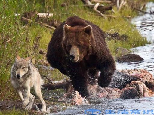 熊冬眠时有没有危险（熊冬眠被觅食狼群发现会被吃掉吗）