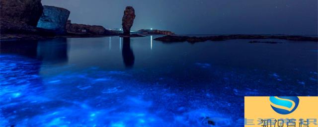 夜光藻类是形成海洋赤潮的主要藻类