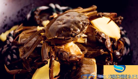 螃蟹吃什么食物好养活 小螃蟹吃什么食物