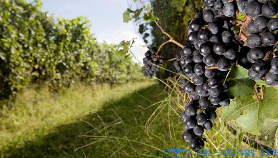 葡萄生长需要什么肥料 葡萄生长需要哪些肥料