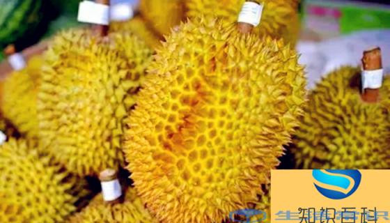怎样挑选榴莲 怎样选榴莲才能选到好榴莲