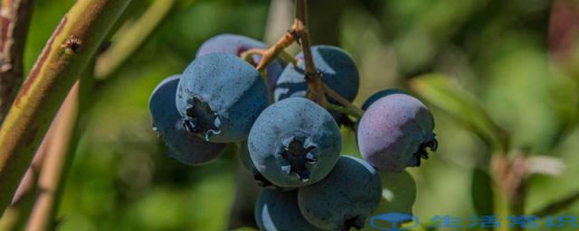 蓝莓里面的籽可以吃吗 蓝莓里面的籽能吃吗