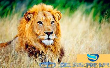 全世界公认十大最牛日本狮王-虚影弟兄中的老大、战将马五