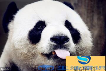 熊猫为什么爱吃竹子-除开毛竹还爱吃什么-