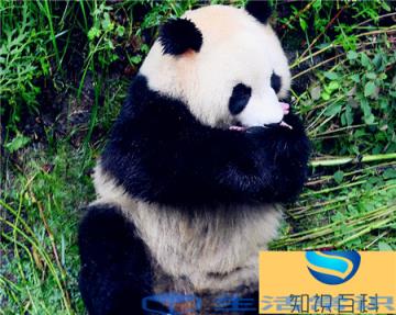 大熊猫的DNA序列更贴近熊科