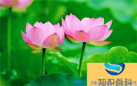 莲花是什么时间开的 花期有多长